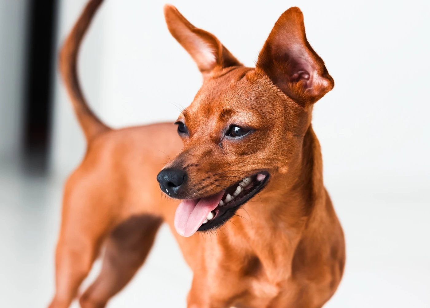 Foto original do cachorro marrom que inspirou a escultura